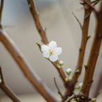 어느새 찾아온 봄